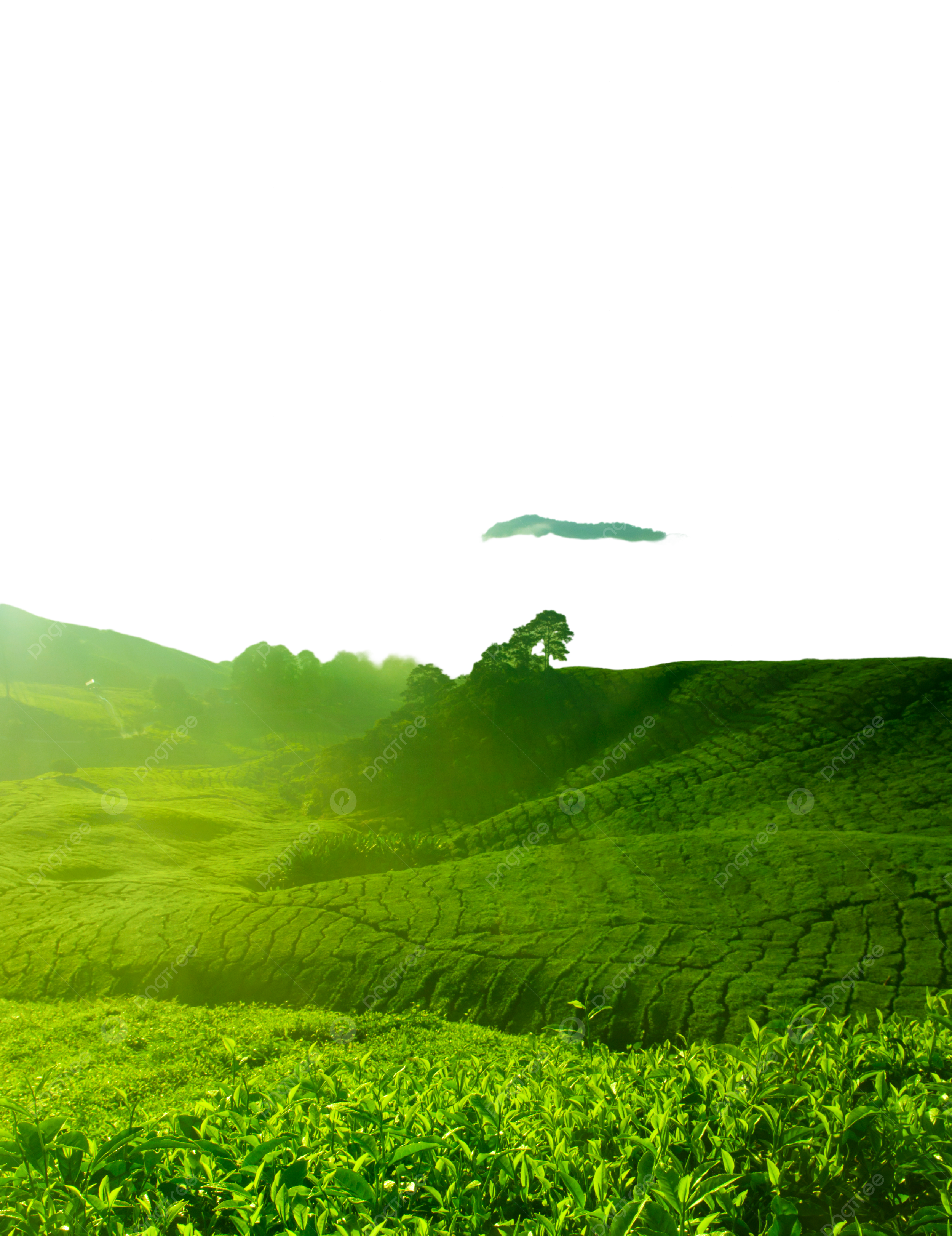 Rumput